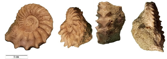 Ammonite Leymeriella consueta