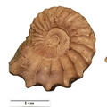 Ammonite Leymeriella consueta