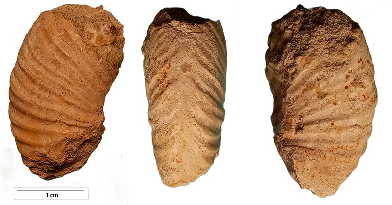 Epileymeriella_revili_retouchée.jpg