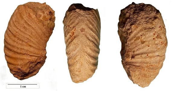 Epileymeriella revili