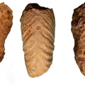 Epileymeriella revili