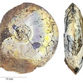 Garniericeras catenulatum