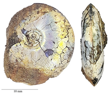 Garniericeras catenulatum