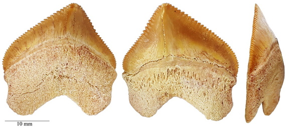 Squalicorax pristodontus