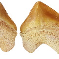 Squalicorax pristodontus