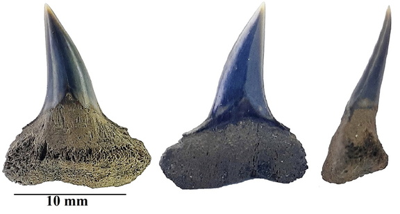 Sphenodus stschurovskii