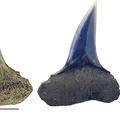 Sphenodus stschurovskii