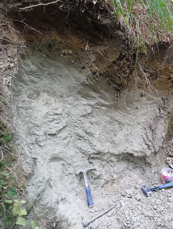 Paleontology LSG Lab fossil