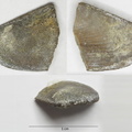 Laevaptychus sp.