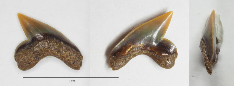 Palaeoanacorax_obliquus2.jpg