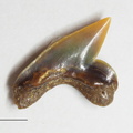 Palaeoanacorax obliquus (Reuss, 1845)