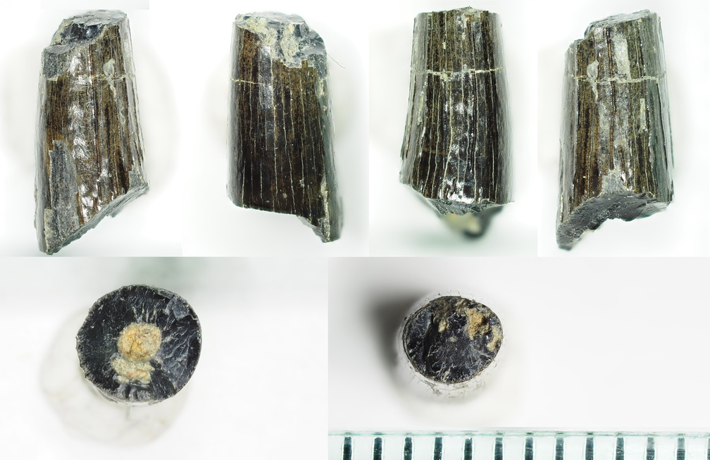Paleontology LSG Lab