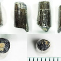 Plesiosaur tooth
