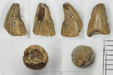 Polycotylidae indet.