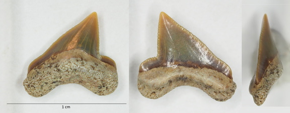 Praeptychocorax curvatus (Williston, 1900)