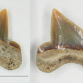 Praeptychocorax curvatus (Williston, 1900)