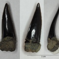 Sphenodus longidens shark tooth