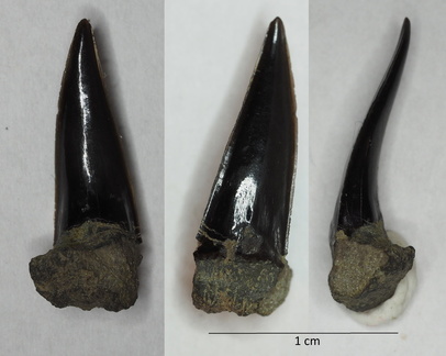 Sphenodus longidens shark tooth