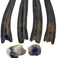 Cryptoclididae indet.