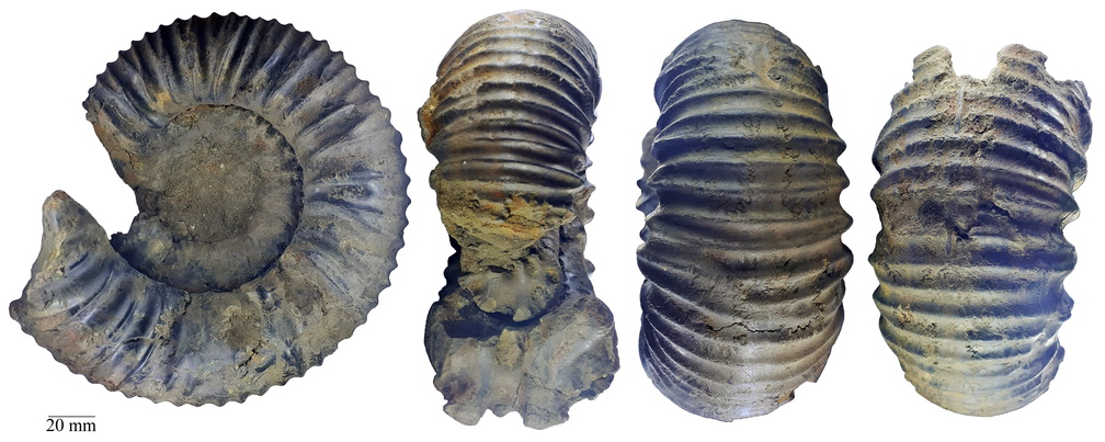 LSG Lab fossil collection ammonite Dorsoplanites dorsoplanus