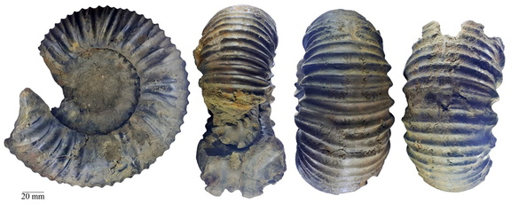 Dorsoрlanites dorsoplanus