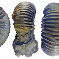 Dorsoрlanites dorsoplanus