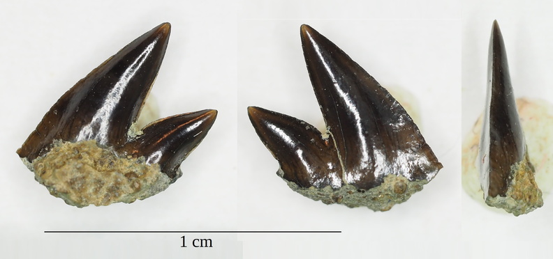 Crassonotidae.jpg