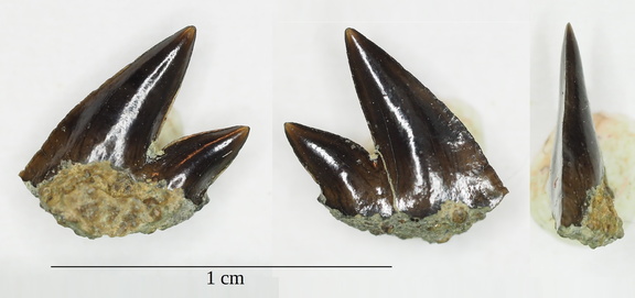 Crassodontidanidae indet.