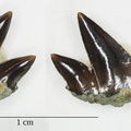 Crassodontidanidae indet.