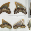 Palaeoanacorax intermedius Glikman, 1971