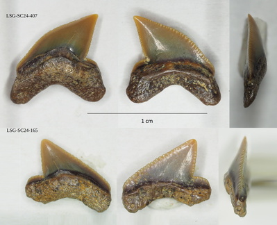 Palaeoanacorax intermedius Glikman, 1971