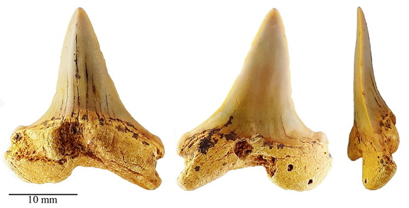 Cretoxyrhina denticulata