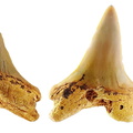 Cretoxyrhina denticulata