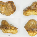 Ptychodus mammilaris Agassiz, 1839