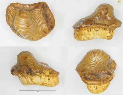 Ptychodus mammilaris Agassiz, 1839