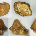 Ptychodus anonymus