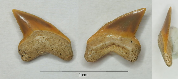 Palaeoanacorax pamiricus Glikman, 1971