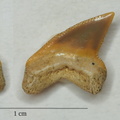Palaeoanacorax pamiricus Glikman, 1971
