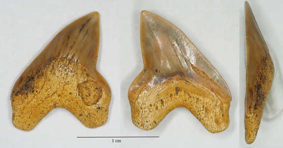 Squalicorax falcatus (Agassiz, 1843)
