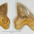 Squalicorax falcatus (Agassiz, 1843)