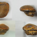 Ptychodus decurrens Agassiz, 1838