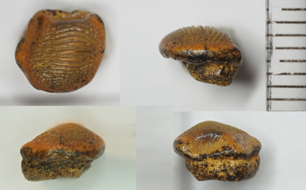 Ptychodus decurrens Agassiz, 1838