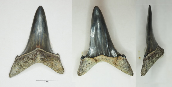 Cosmopolitodus hastalis