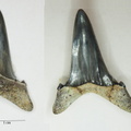 Cosmopolitodus hastalis