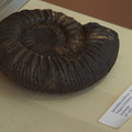 Zaraiskites scythicus ammonite