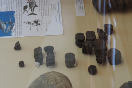 Ichthyosaur forelimb at the LSG Lab exposition. Geneva, 25.05.2024.