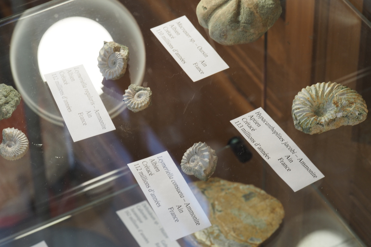 Exposition de fossiles