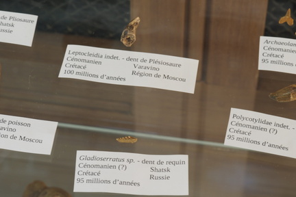 Shark and plesiosaur teeth at the LSG Lab exposition. Geneva, 25.05.2024.