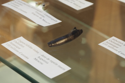 Plesiosaur tooth at the LSG Lab exposition. Geneva, 25.05.2024.