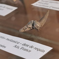 Shark tooth at the LSG Lab exposition. Geneva, 25.05.2024.